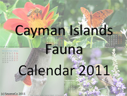 download free calendar 2011 - Cayman Islands fauna