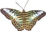 Free vector of  a Butterfly (Clipper Parthenos Sylvia)