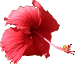free vector hibiscus