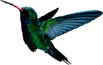 Free Hummingbird Vector
