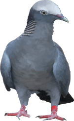 Free Pigeon Vector