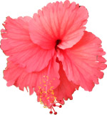 free vector hibiscus flower