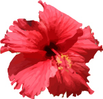 Hibiscus Flower Vector