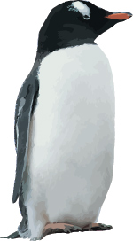 Free Penguin chick vector