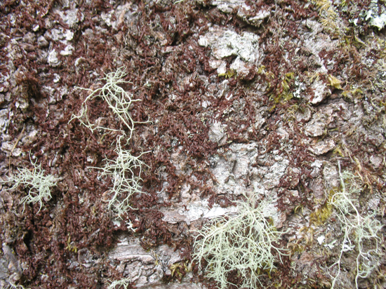 A Free Moss Texture is provided on this page!