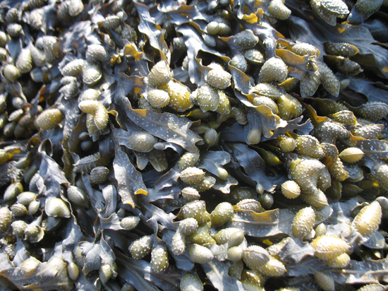 A Free Seaweed Texture is provided on this page!