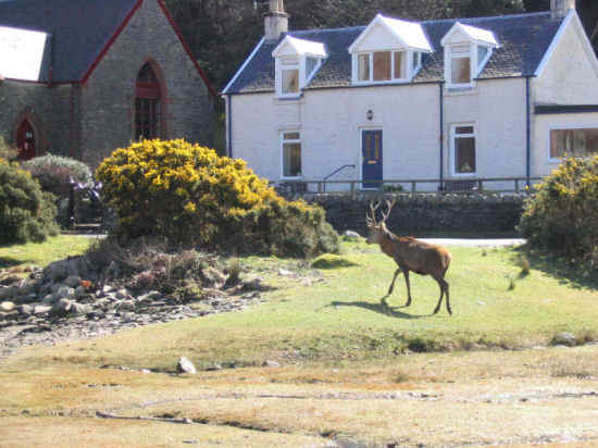 A deer walking through Lochranza