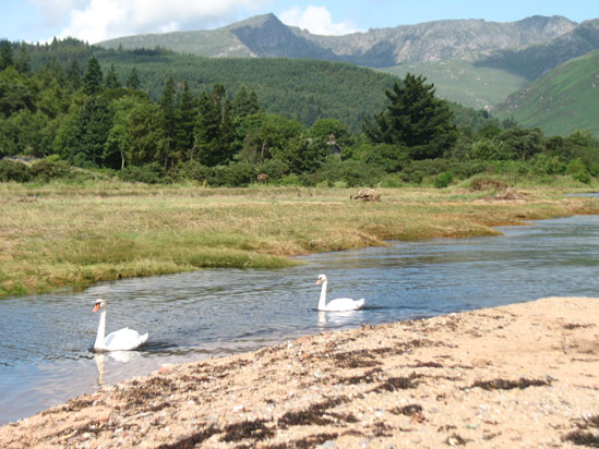 Picture of   Two Swans on Brodick Beach is shown on this page.