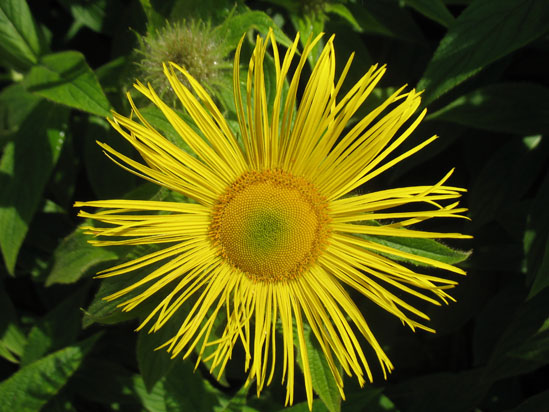 Picture of   Yellow Flower in brodick Castle Gardens is shown on this page.
