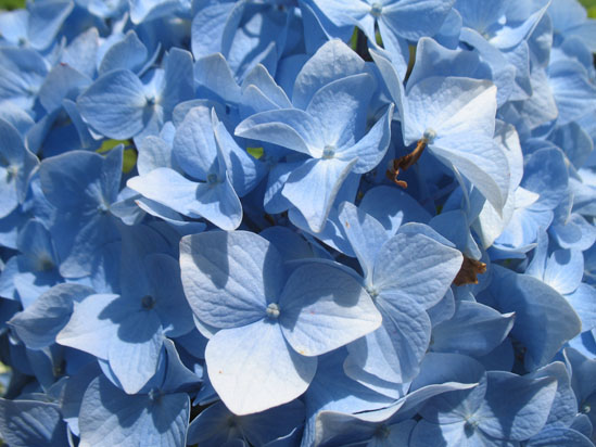 Picture of   A Blue Flower on Brodick castle gardens is shown on this page.
