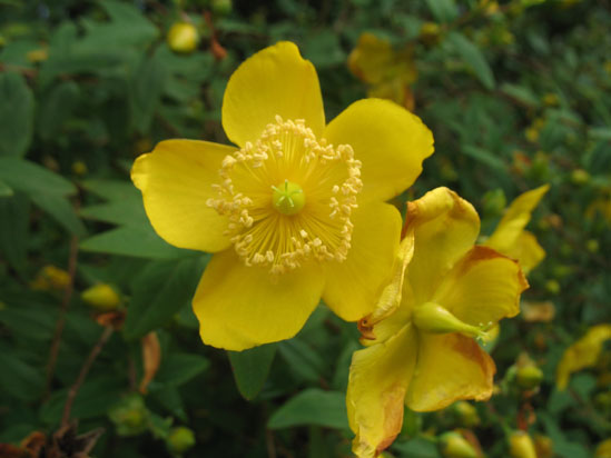 Picture of   A yellow flower in Brodick Castle gardens is shown on this page.