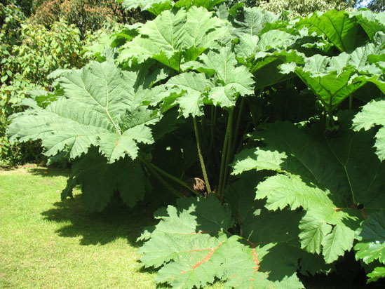 Picture of   Gennera Manicata (Giant Rhubarb) in Brodick Gardens is shown on this page.