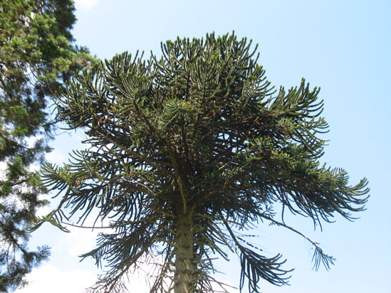 Picture of   The Monkey Puzzel Tree in Brodick Castle Gardens is shown on this page.