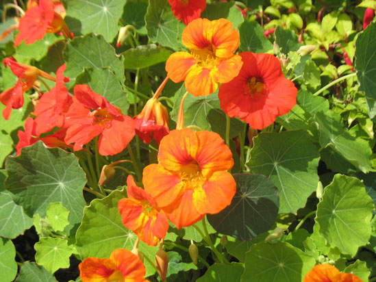 Picture of   Orange Flower in Brodick Castle gardens is shown on this page.