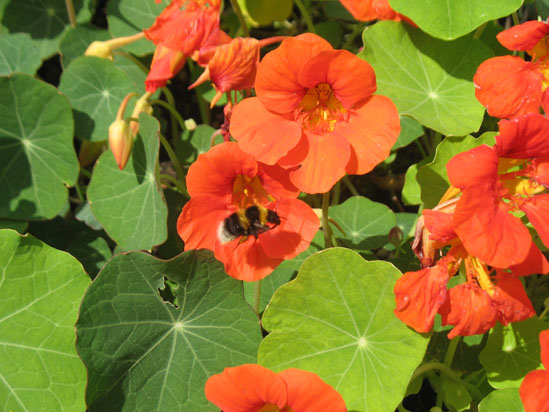 Picture of   Flowers with a Bee in Brodick Castle gardens is shown on this page.