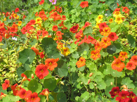 Picture of   Orange and Red Flowers in Brodick Castle gardens is shown on this page.