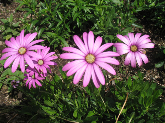 Picture of   Purple Flower in Brodick Castle Gardens is shown on this page.