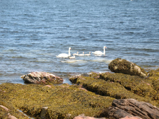 Picture of   Two Swans and Four Cygent in the Sea at Corrie is shown on this page.