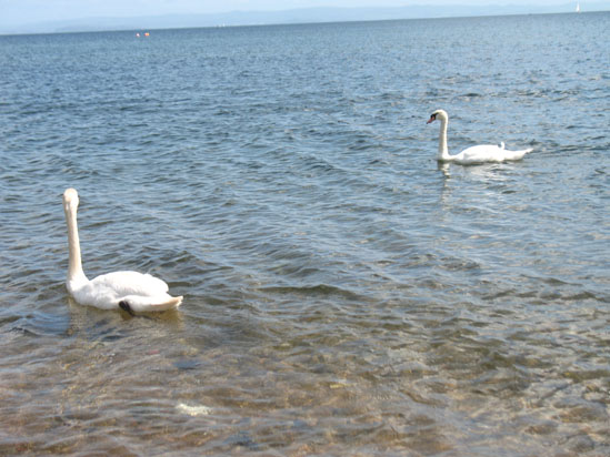 Picture of   Two Swans at Brodick Beach is shown on this page.