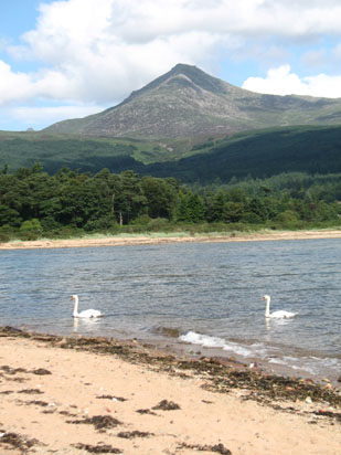 Picture of   Swans on Brodick Beach with Goatfell in the background is shown on this page.