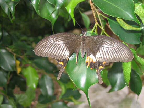 A picture of a Black Swallow-tailed Butterfly at the Butterfly farm in George Town, Grand Cayman.
