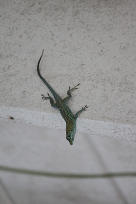 blue anole in the floral color garden,Botanic Park cayman picture