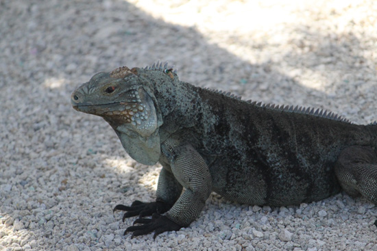 blue iguana in the trail,Botanic Park cayman picture