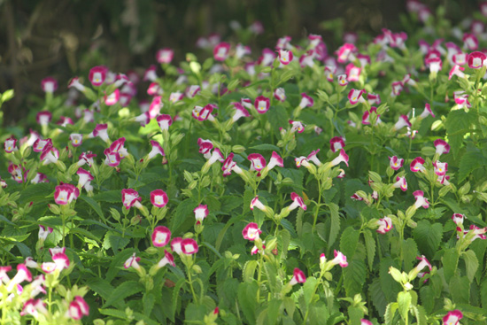 clown flowers in the floral color garden,Botanic Park cayman picture