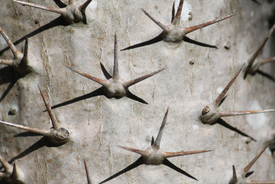 clubfoot spikes in the floral color garden,Botanic Park cayman picture