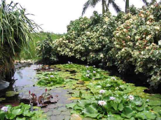 A picture of The Heritage House in the Botanic Park on Grand Cayman. 