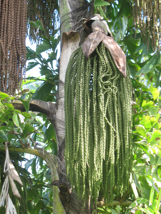 giant fishtail palm seeds in the floral color garden,Botanic Park cayman picture