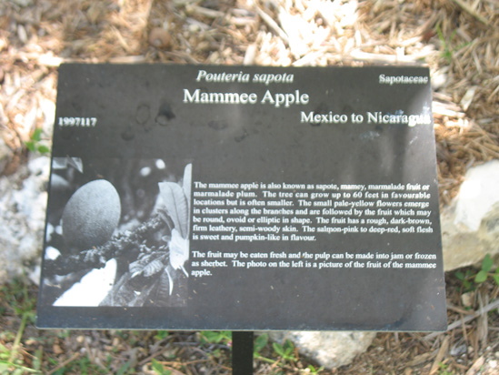 mammee apple sign in the visitors centre,Botanic Park cayman picture