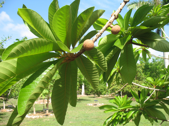 mammee apples in the visitors centre,Botanic Park cayman picture