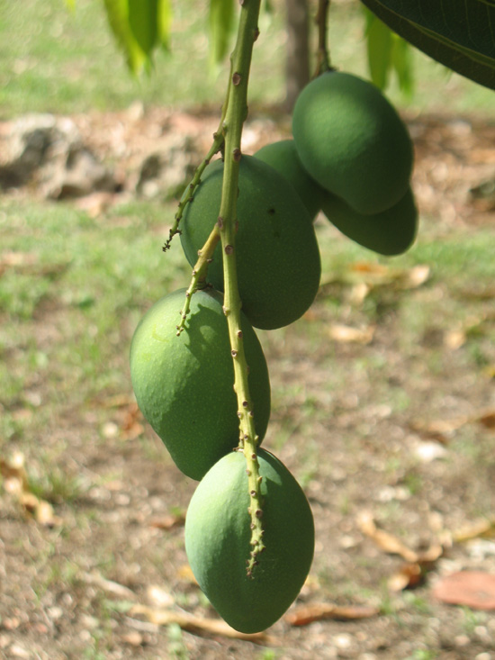 mango fruits in the visitors centre,Botanic Park cayman picture