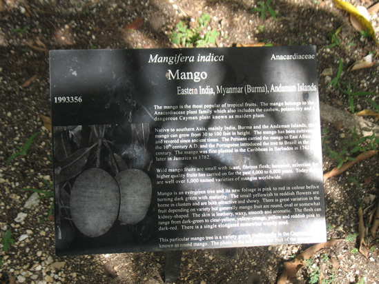 mango sign in the visitors centre,Botanic Park cayman picture