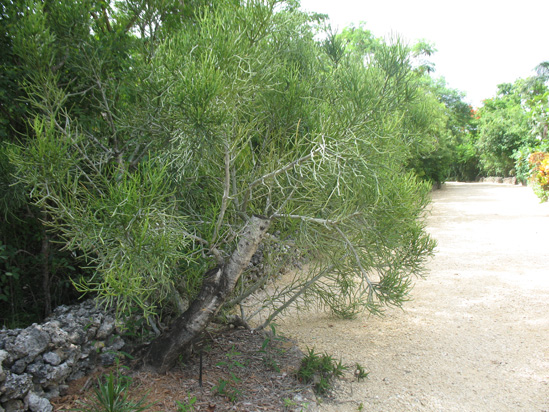 milk bush in the heritage garden,Botanic Park cayman picture