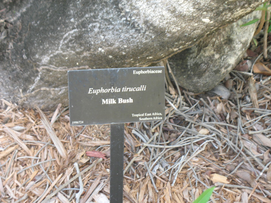 milk bush sign in the heritage garden,Botanic Park cayman picture