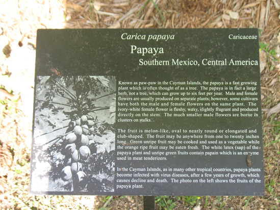 papaya sign in the visitors centre,Botanic Park cayman picture