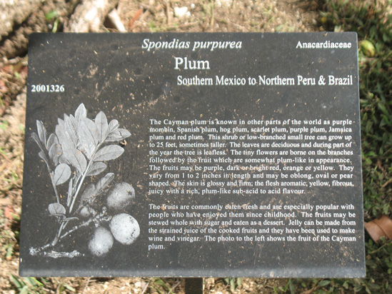 plum sign in the visitors centre,Botanic Park cayman picture