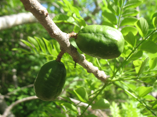 plums in the visitors centre,Botanic Park cayman picture