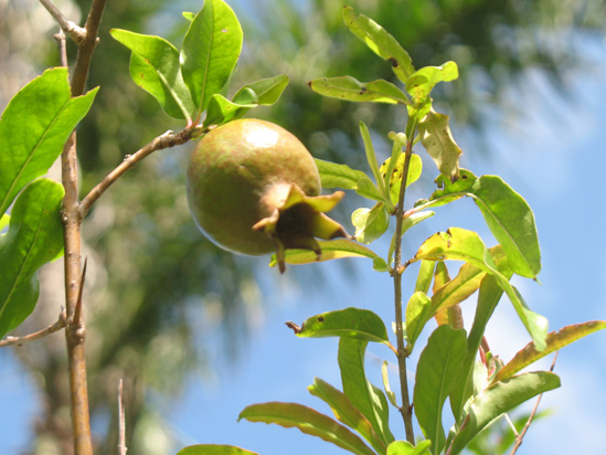 pomegranate fruit in the visitors centre,Botanic Park cayman picture