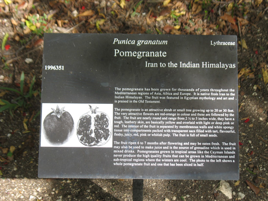 pomegranate sign in the visitors centre,Botanic Park cayman picture
