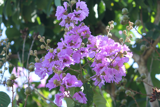 queens crape myrtle flowers in the floral color garden,Botanic Park cayman picture