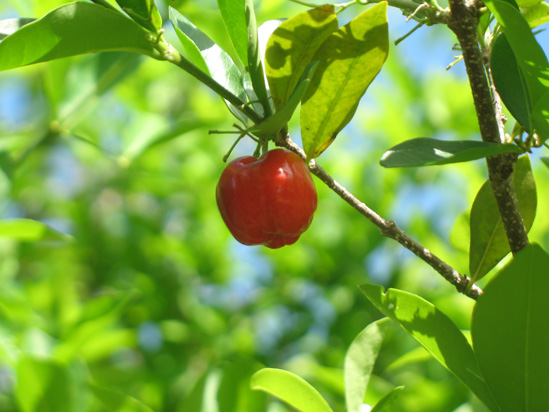 red barbados cherry in the visitors centre,Botanic Park cayman picture