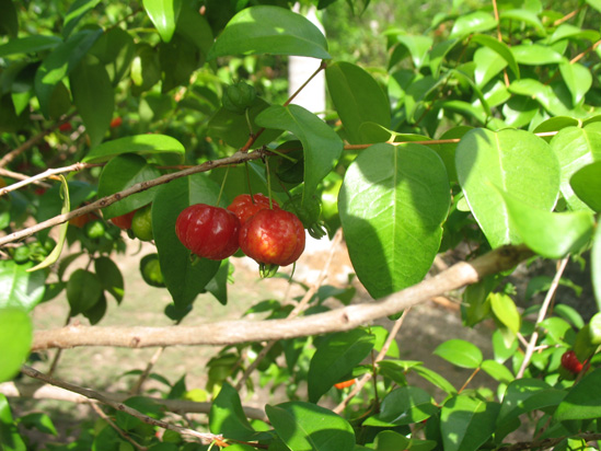 red suriname cherries in the visitors centre,Botanic Park cayman picture