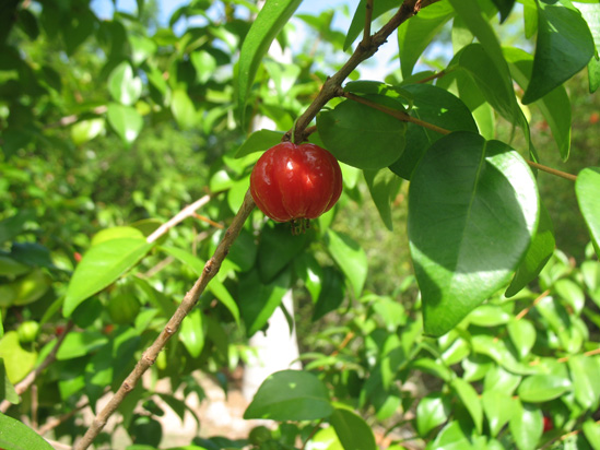 red suriname cherry in the visitors centre,Botanic Park cayman picture