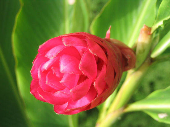 A picture of a lovely red flower from the Botanic Park on Grand Cayman. 