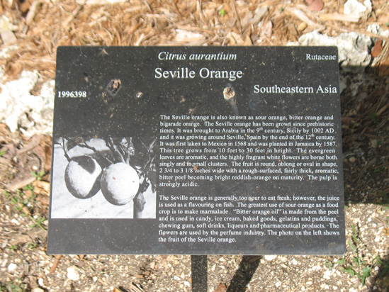 seville orange sign in the visitors centre,Botanic Park cayman picture