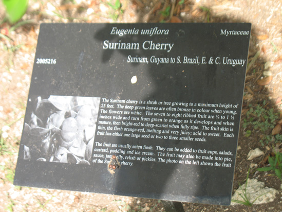 suriname cherry sign in the visitors centre,Botanic Park cayman picture