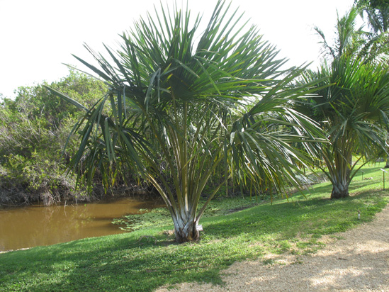 tailpot palm in the lake and wetlands,Botanic Park cayman picture